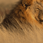 Wildlife Conservation Courses