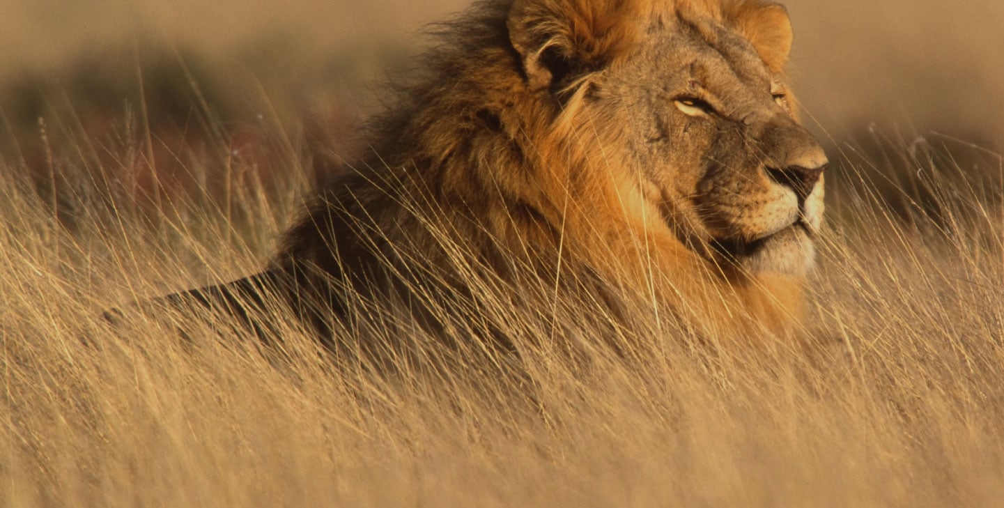 How Wildlife Conservation Courses Online Can Support Your Career in Wildlife Research